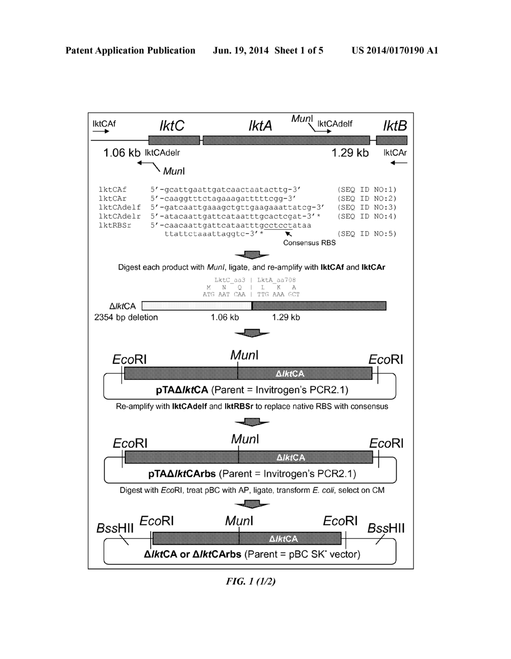 Attenuated Mannheimia haemolytica Vaccines and Methods of Making and Use - diagram, schematic, and image 02