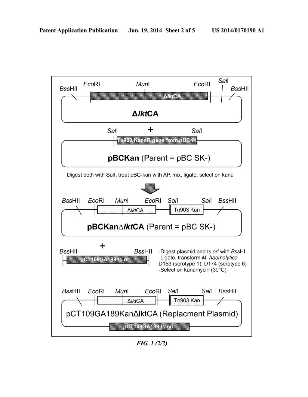 Attenuated Mannheimia haemolytica Vaccines and Methods of Making and Use - diagram, schematic, and image 03