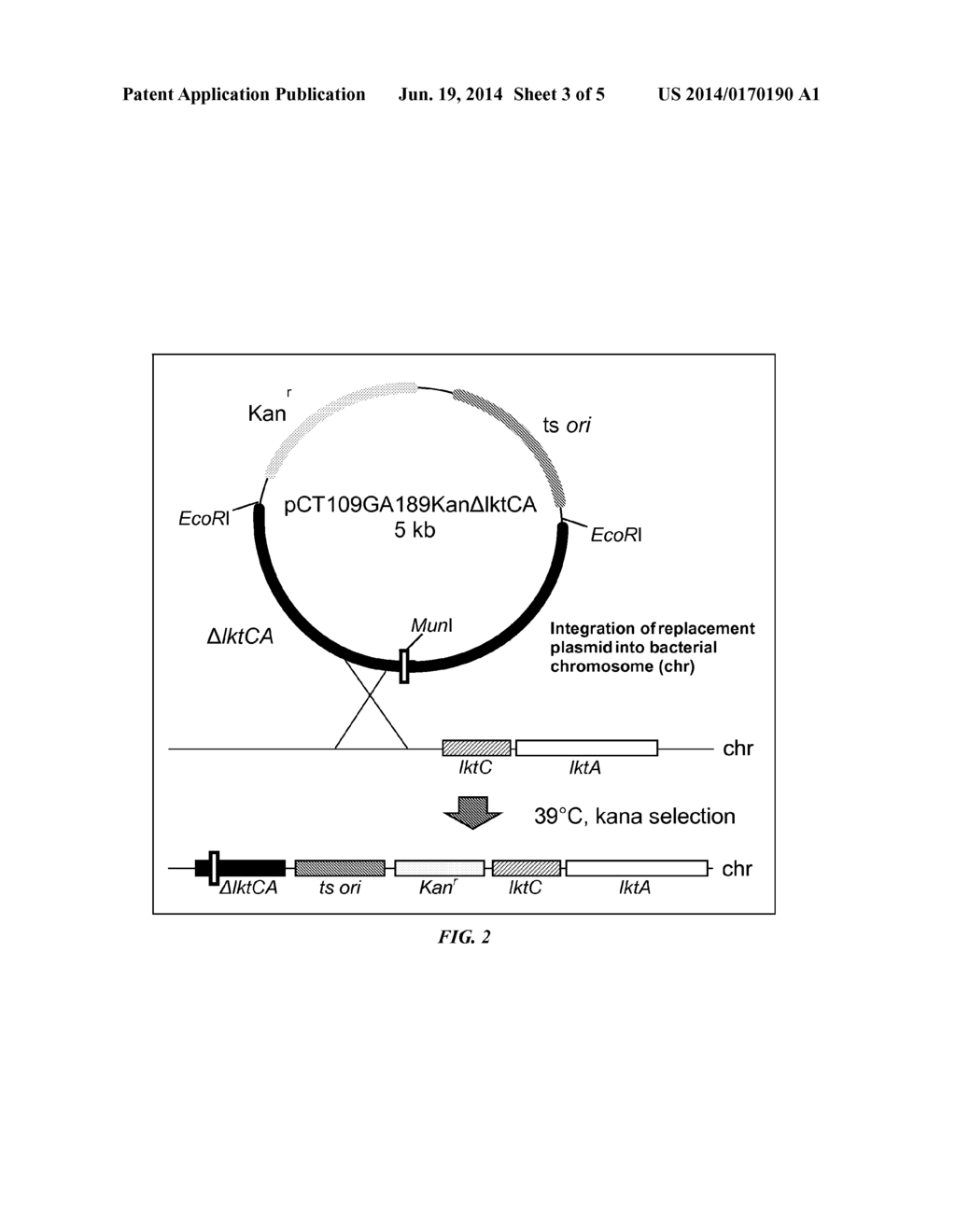 Attenuated Mannheimia haemolytica Vaccines and Methods of Making and Use - diagram, schematic, and image 04