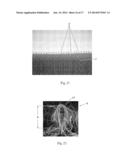 TUFTED FIBROUS WEB diagram and image