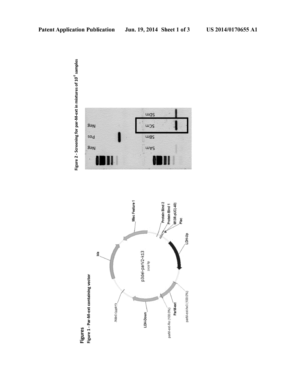 ISOLATION OF SELECTED MARKER-FREE MICOORGANISMS WITH A KNOWN GENETIC     ELEMENT - diagram, schematic, and image 02