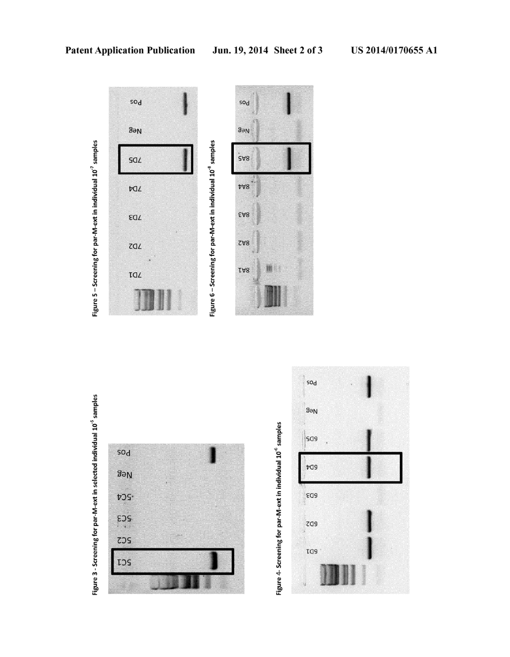 ISOLATION OF SELECTED MARKER-FREE MICOORGANISMS WITH A KNOWN GENETIC     ELEMENT - diagram, schematic, and image 03