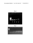 METHOD AND APPARATUS FOR AMPLIFICATION OF NUCLEIC ACID SEQUENCES BY USING     THERMAL CONVECTION diagram and image