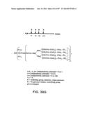 Factor IX:  Remodeling and Glycoconjugation of Factor IX diagram and image