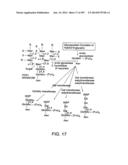 Factor IX:  Remodeling and Glycoconjugation of Factor IX diagram and image