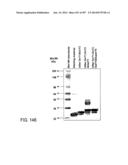 Factor IX:  Remodeling and Glycoconjugation of Factor IX diagram and image