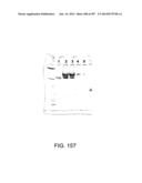 Factor IX:  Remodeling and Glycoconjugation of Factor IX diagram and image