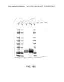 Factor IX:  Remodeling and Glycoconjugation of Factor IX diagram and image