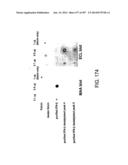 Factor IX:  Remodeling and Glycoconjugation of Factor IX diagram and image