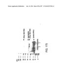 Factor IX:  Remodeling and Glycoconjugation of Factor IX diagram and image