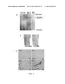 INHIBITORS OF NCCA-ATP CHANNELS FOR THERAPY diagram and image