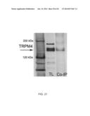 INHIBITORS OF NCCA-ATP CHANNELS FOR THERAPY diagram and image