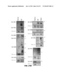 TISSUE-SPECIFIC MICRORNAS AND COMPOSITIONS AND USES THEREOF diagram and image