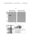 HUMAN RESISTIN RECEPTOR AND USE THEREOF diagram and image