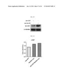 HUMAN RESISTIN RECEPTOR AND USE THEREOF diagram and image