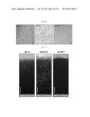 HUMAN RESISTIN RECEPTOR AND USE THEREOF diagram and image