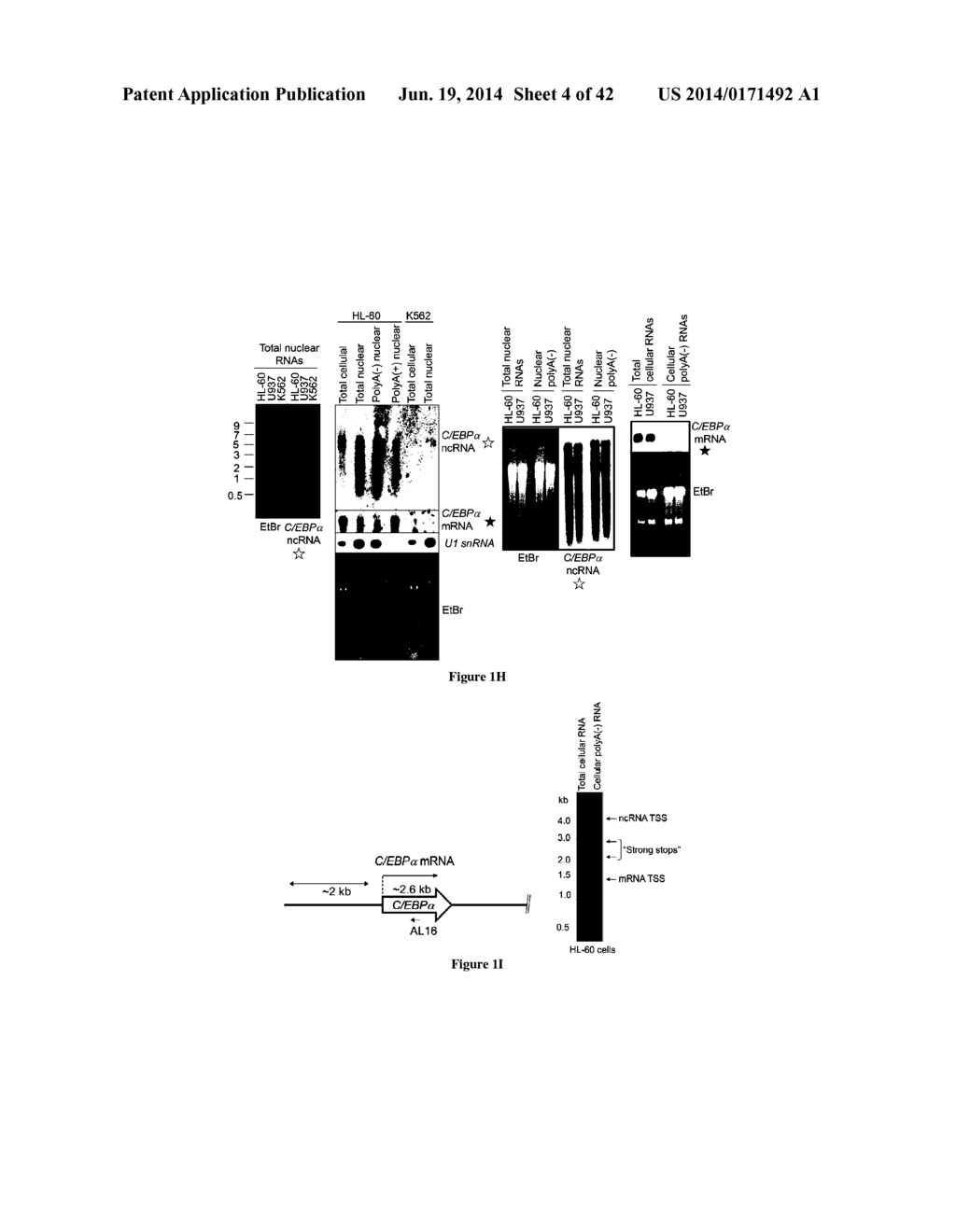 CHIMERIC RNA OLIGONUCLEOTIDES AND USES THEREOF - diagram, schematic, and image 05