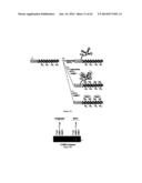 CHIMERIC RNA OLIGONUCLEOTIDES AND USES THEREOF diagram and image