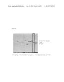 PROCESS FOR THE ENZYMATIC PRODUCTION OF C4 COMPOUNDS FROM C6 SUBSTRATES diagram and image