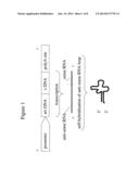 ENHANCED ZEIN REDUCTION IN TRANSGENIC CORN SEED diagram and image