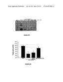 POST-TRANSLATIONALLY MODIFIED NEUROTROPHINS diagram and image