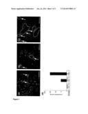 CULTURE MEDIUM SUITABLE FOR THE CULTURE OF UNDIFFERENTIATED CELLS diagram and image