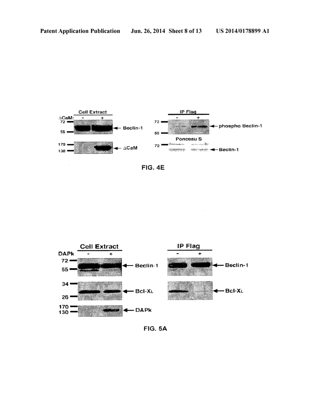 COMPOSITIONS AND METHODS FOR DIAGNOSING AND TREATING CANCER AND     NEURODEGENERATIVE DISEASES RELATED TO BECLIN-1 - diagram, schematic, and image 09
