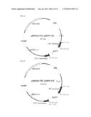 ENHANCED HETEROLOGOUS PROTEIN PRODUCTION IN KLUYVEROMYCES MARXIANUS diagram and image