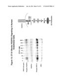 INHIBITORS OF TYPE 2 VASCULAR ENDOTHELIAL GROWTH FACTOR RECEPTORS diagram and image