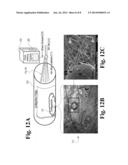 DYNAMIC BIOACTIVE NANOFIBER SCAFFOLDING diagram and image