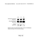 Isolated eIF-5A and Polynucleotides Encoding Same diagram and image