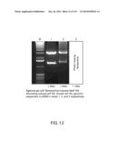 Isolated eIF-5A and Polynucleotides Encoding Same diagram and image