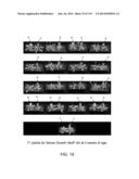 Isolated eIF-5A and Polynucleotides Encoding Same diagram and image