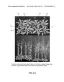 Isolated eIF-5A and Polynucleotides Encoding Same diagram and image