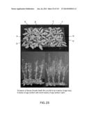 Isolated eIF-5A and Polynucleotides Encoding Same diagram and image