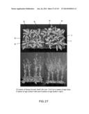 Isolated eIF-5A and Polynucleotides Encoding Same diagram and image