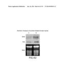 Isolated eIF-5A and Polynucleotides Encoding Same diagram and image