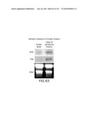 Isolated eIF-5A and Polynucleotides Encoding Same diagram and image