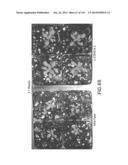 Isolated eIF-5A and Polynucleotides Encoding Same diagram and image