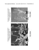 Isolated eIF-5A and Polynucleotides Encoding Same diagram and image