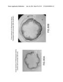 Isolated eIF-5A and Polynucleotides Encoding Same diagram and image