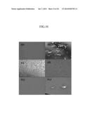 METHOD FOR PROCESSING A SUPER-HYDROPHOBIC SURFACE, AND EVAPORATOR HAVING     THE SUPER-HYDROPHOBIC SURFACE diagram and image