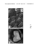 Chitosan -Amelogenin Hydrogel for In Situ Enamel Growth diagram and image
