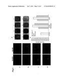 GENETICALLY-ENGINEERED NEWCASTLE DISEASE VIRUS AS AN ONCOLYTIC AGENT, AND     METHODS OF USING SAME diagram and image