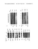 GENETICALLY-ENGINEERED NEWCASTLE DISEASE VIRUS AS AN ONCOLYTIC AGENT, AND     METHODS OF USING SAME diagram and image