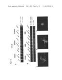 GENETICALLY-ENGINEERED NEWCASTLE DISEASE VIRUS AS AN ONCOLYTIC AGENT, AND     METHODS OF USING SAME diagram and image