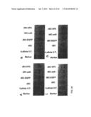 GENETICALLY-ENGINEERED NEWCASTLE DISEASE VIRUS AS AN ONCOLYTIC AGENT, AND     METHODS OF USING SAME diagram and image