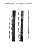 GENETICALLY-ENGINEERED NEWCASTLE DISEASE VIRUS AS AN ONCOLYTIC AGENT, AND     METHODS OF USING SAME diagram and image