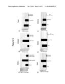 Culturing of Human Embryonic Stem Cells At The Air-Liquid Interface For     Differentiation Into Pancreatic Endocrine Cells diagram and image