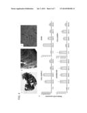 COMPOSITIONS FOR DIRECTING ADIPOSE-DERIVED STEM CELLS TO A CHONDROGENIC     DIFFERENTIATION AND METHODS OF USE THEREFOR diagram and image